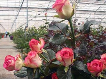 Выращивание Роз Фото